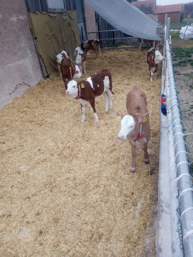 Unsere Kälber - Schmidts Hofgenuss